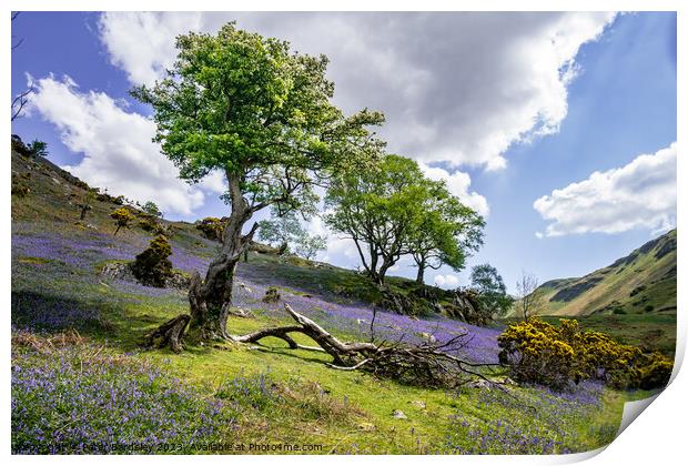 Hawthorn amongst bluebells Print by Peter Bardsley