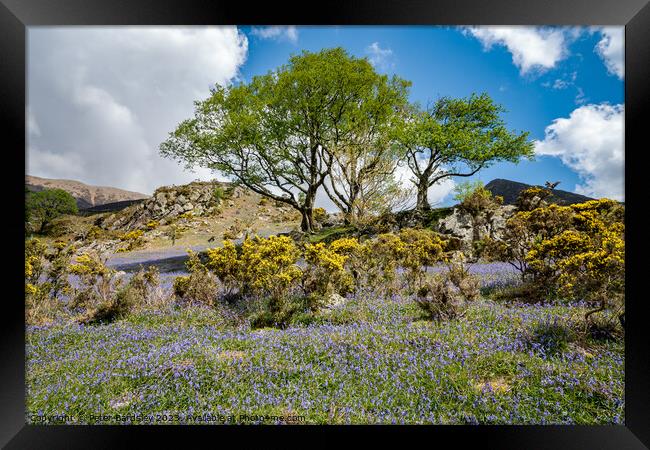 Rowan tree amongst bluebells Framed Print by Peter Bardsley