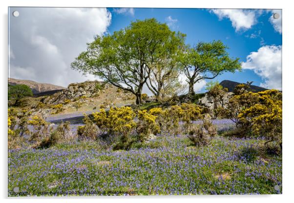 Rowan tree amongst bluebells Acrylic by Peter Bardsley