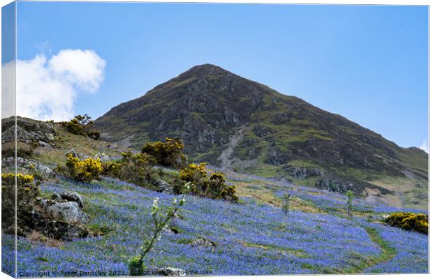 Lakeland Fell in Spring Canvas Print by Peter Bardsley