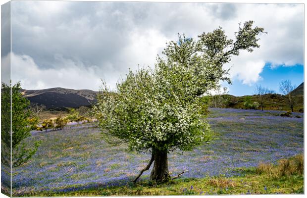 Hawthorn tree in bloom Canvas Print by Peter Bardsley