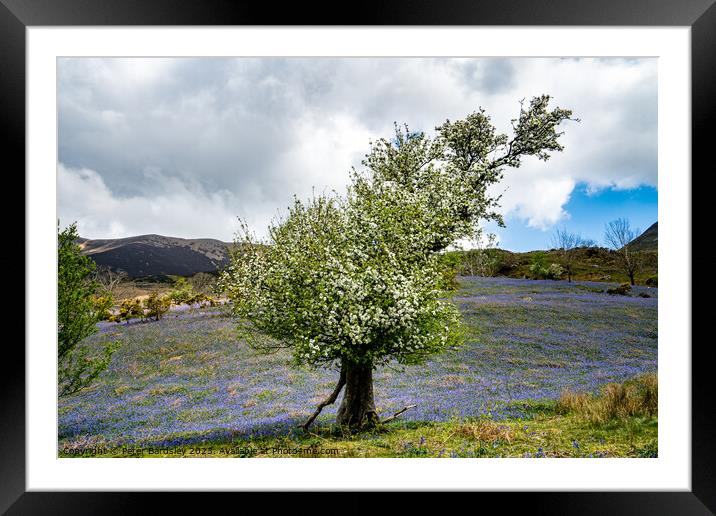 Hawthorn tree in bloom Framed Mounted Print by Peter Bardsley