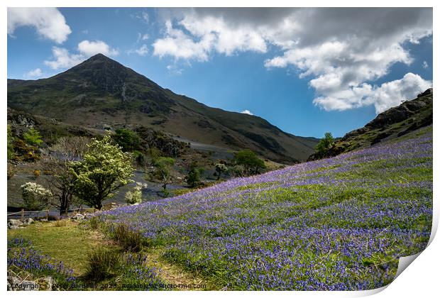 Spring in the Rannerdale Valley  Print by Peter Bardsley