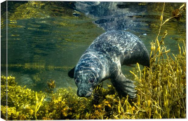 common seal pup Canvas Print by Peter Bardsley
