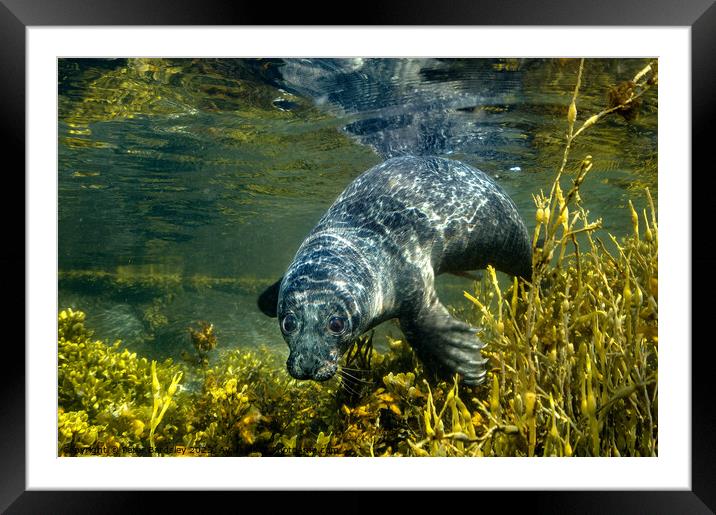 common seal pup Framed Mounted Print by Peter Bardsley