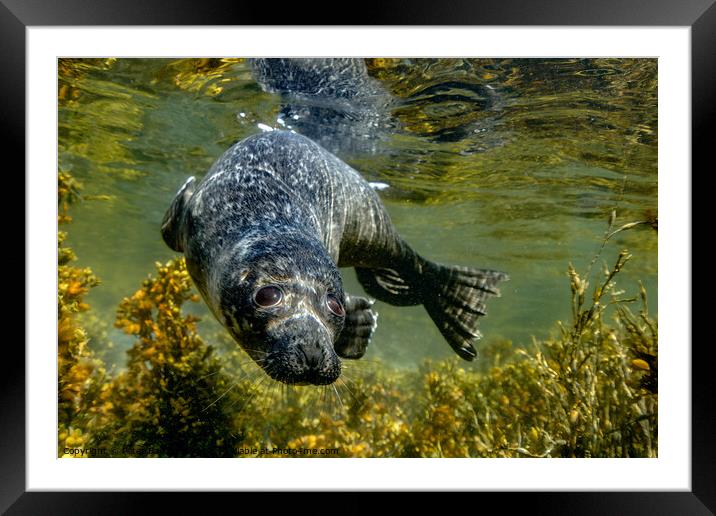 Common Seal Pup Framed Mounted Print by Peter Bardsley