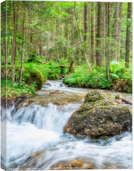 Stream flowing smoothly in the forest. Canvas Print by Cristi Croitoru