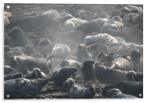 Steaming seals Acrylic by Peter Bardsley