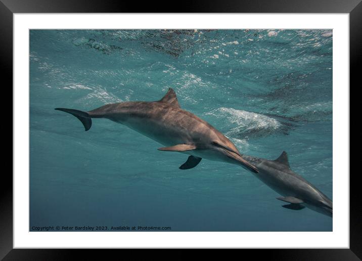 Spinner dolphin Framed Mounted Print by Peter Bardsley