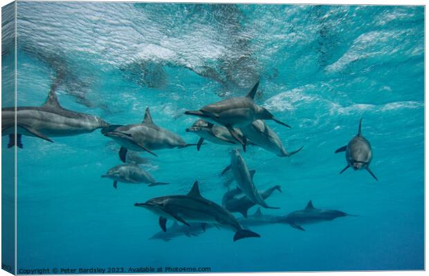 Pod of  Spinner Dolphins Canvas Print by Peter Bardsley