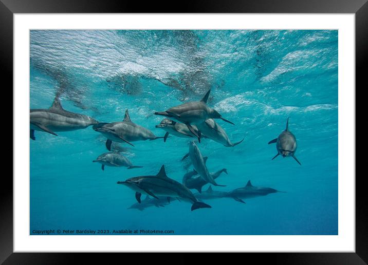 Pod of  Spinner Dolphins Framed Mounted Print by Peter Bardsley