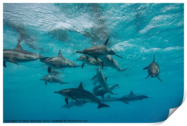 Pod of  Spinner Dolphins Print by Peter Bardsley
