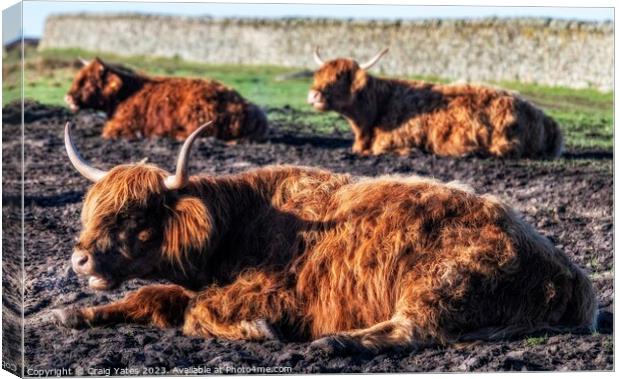  Highland Cows Canvas Print by Craig Yates