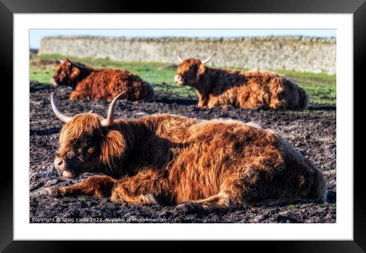  Highland Cows Framed Mounted Print by Craig Yates