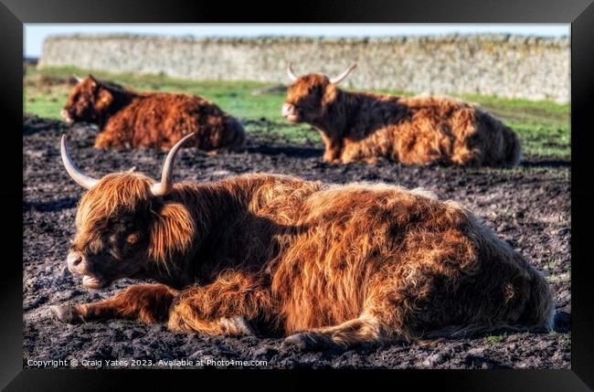 Highland Cows Framed Print by Craig Yates