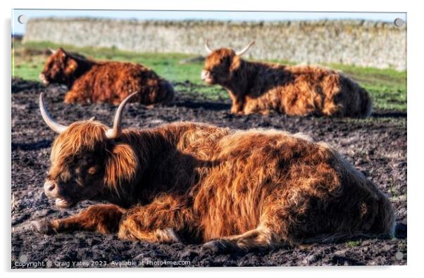  Highland Cows Acrylic by Craig Yates
