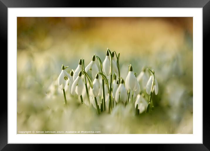 Plant leaves Framed Mounted Print by Simon Johnson