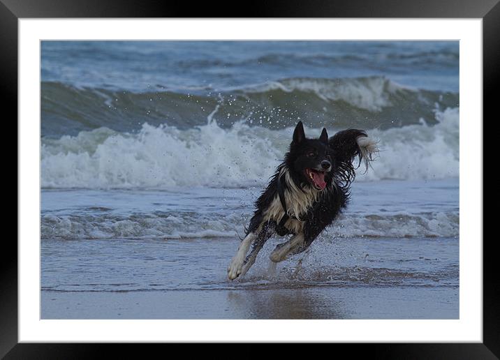 Border Collie in the water Framed Mounted Print by Thomas Schaeffer