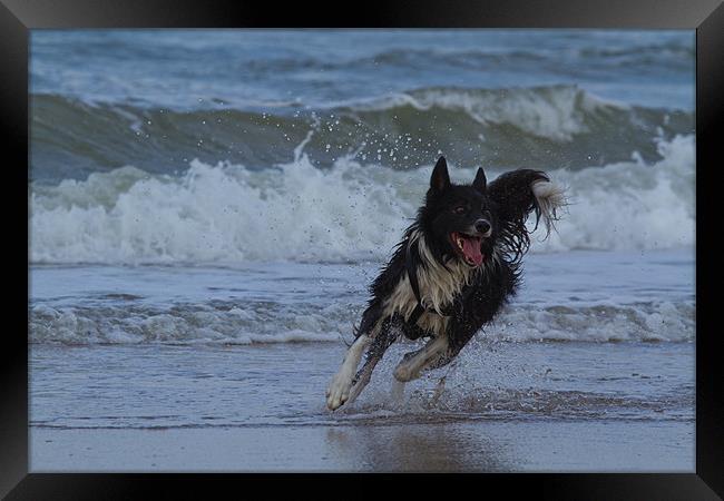 Border Collie in the water Framed Print by Thomas Schaeffer