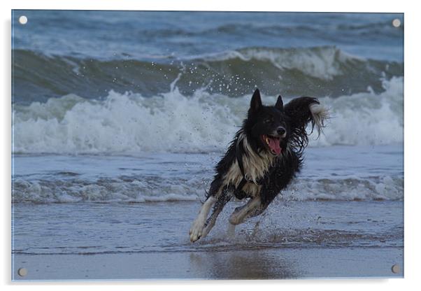 Border Collie in the water Acrylic by Thomas Schaeffer