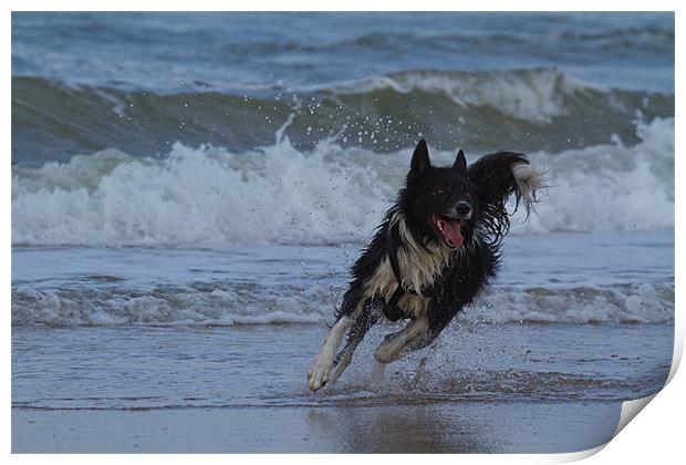 Border Collie in the water Print by Thomas Schaeffer