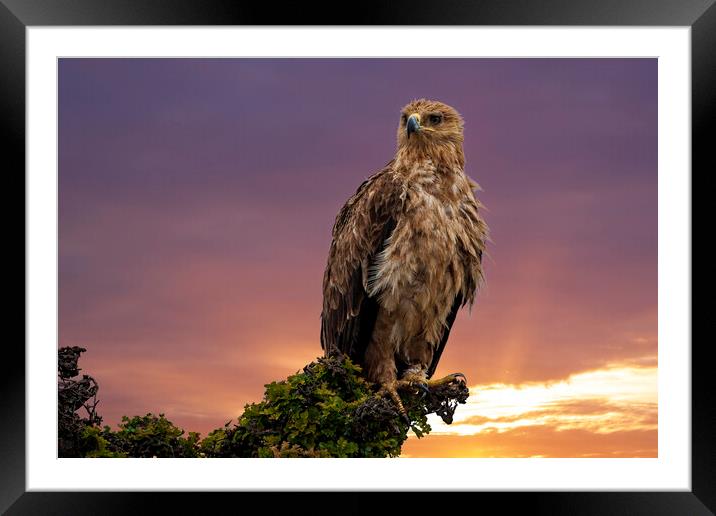 African Tawny Eagle Framed Mounted Print by Steve Smith