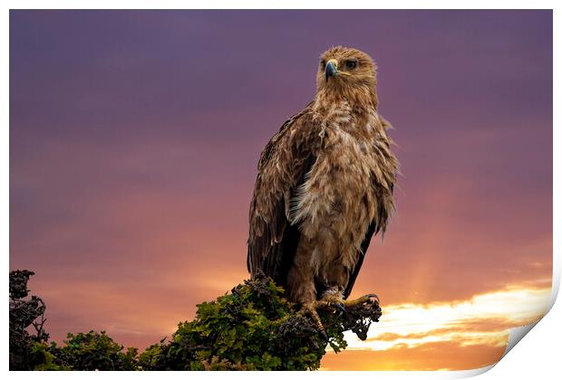 African Tawny Eagle Print by Steve Smith