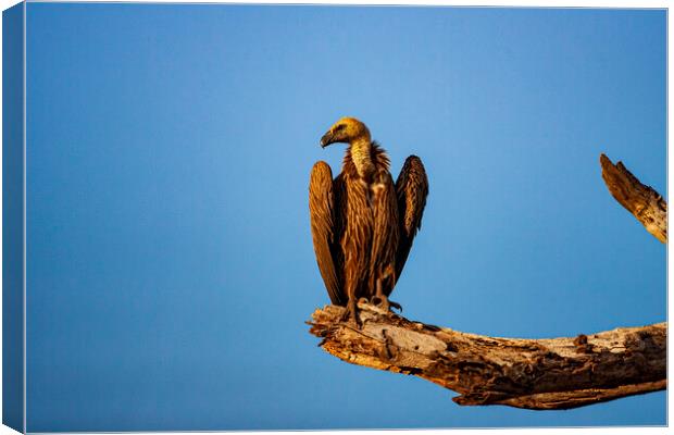Vulture Canvas Print by Steve Smith