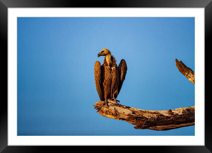 Vulture Framed Mounted Print by Steve Smith