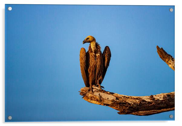 Vulture Acrylic by Steve Smith
