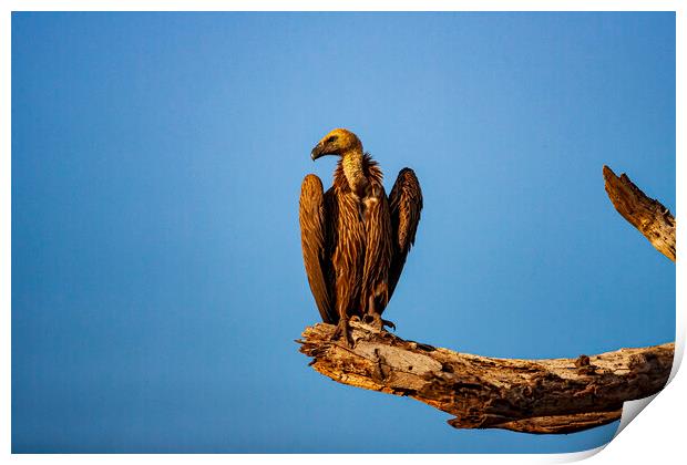 Vulture Print by Steve Smith
