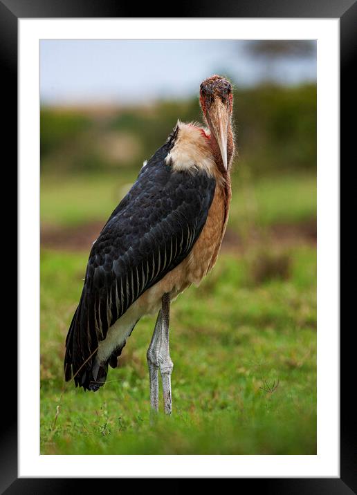 Marabou Stork Framed Mounted Print by Steve Smith