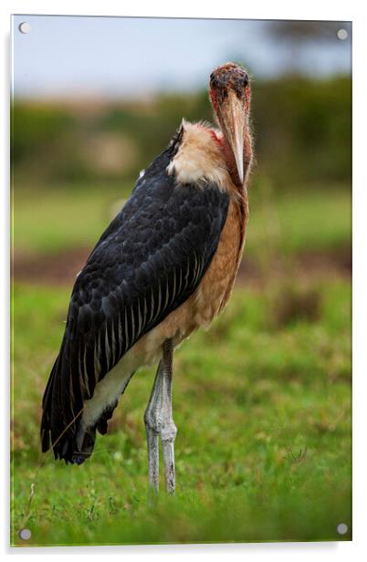 Marabou Stork Acrylic by Steve Smith