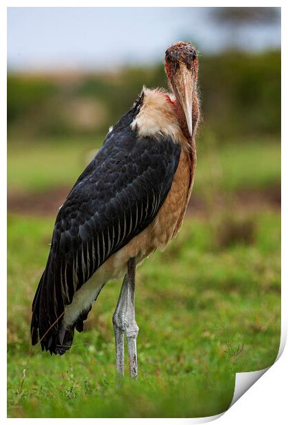 Marabou Stork Print by Steve Smith