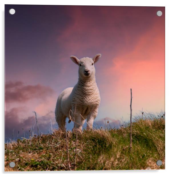 Hebridean Lamb Acrylic by Steve Smith