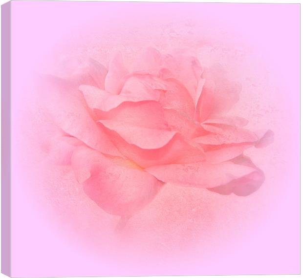 A Pink Rose.Embossed. Canvas Print by paulette hurley