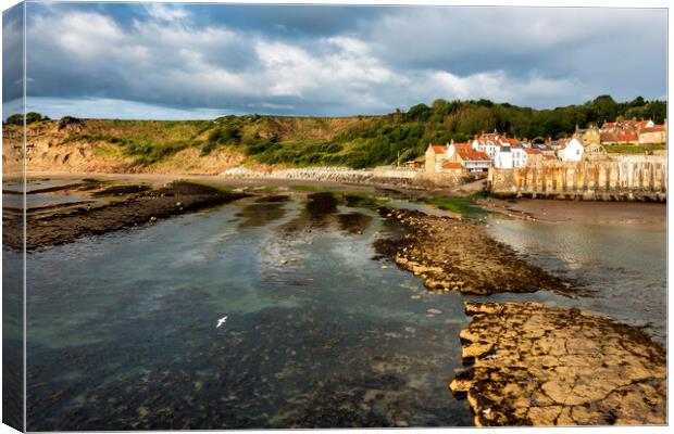 Seagull feed at Robin hoods Bay Canvas Print by Tim Hill