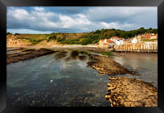 Seagull feed at Robin hoods Bay Framed Print by Tim Hill