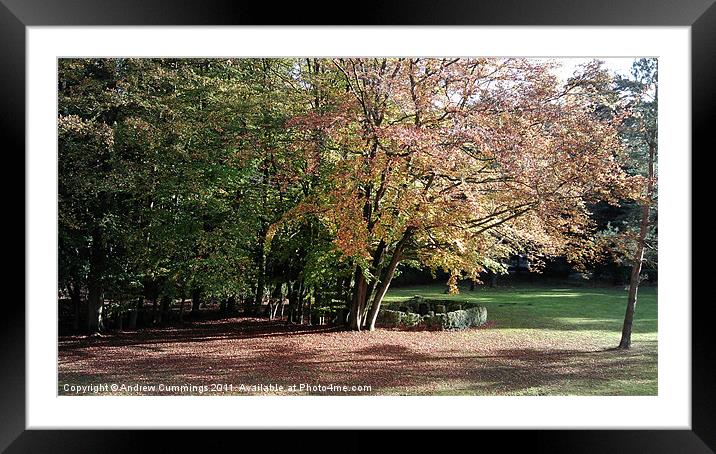 A leafy afternoon Framed Mounted Print by Andrew Cummings