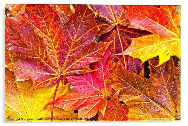 Maple the king of autumn Acrylic by meirion matthias