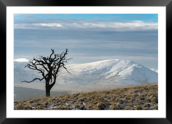 Lonesome Pine Framed Mounted Print by Peter Bardsley