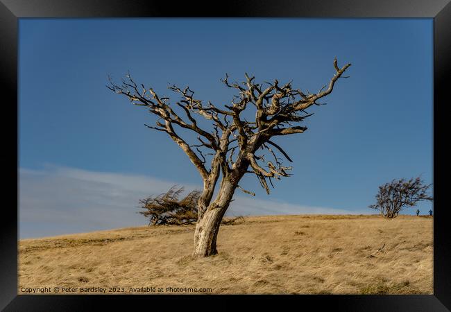 raptor perch on Great Mell fell Framed Print by Peter Bardsley