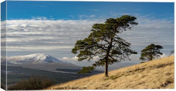 Mountain Pines in Cumbria Canvas Print by Peter Bardsley