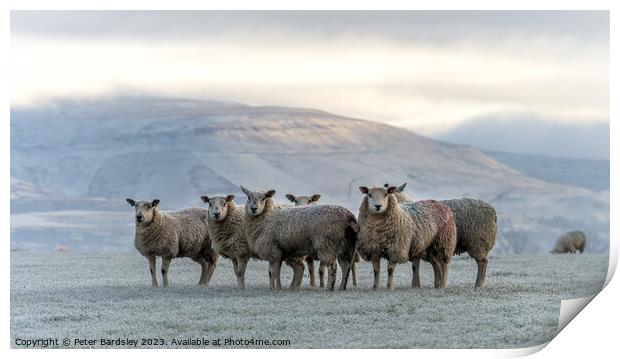 Fellside sheep Print by Peter Bardsley