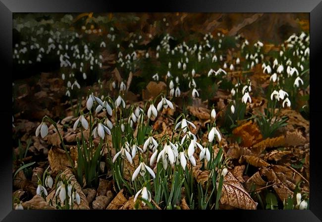 Signs of Spring Framed Print by Martyn Arnold