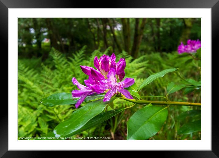 Enchanting Rhododendrons Framed Mounted Print by RJW Images