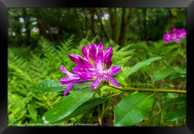Enchanting Rhododendrons Framed Print by RJW Images