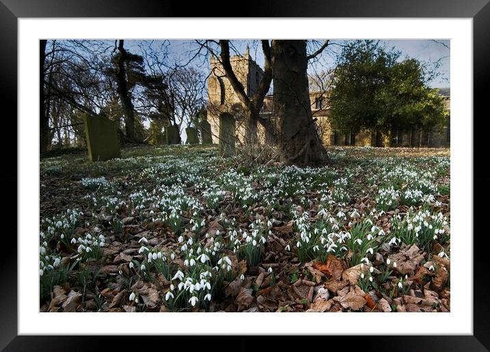 Churchyard Snowdrops Framed Mounted Print by Martyn Arnold