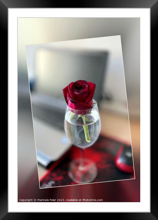 Dark red rose Framed Mounted Print by Marinela Feier