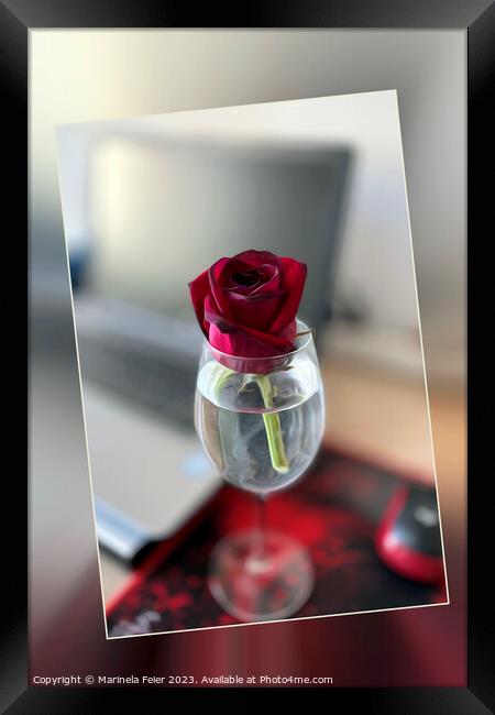 Dark red rose Framed Print by Marinela Feier